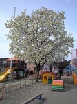 白木蓮 20090312.jpg